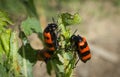 Beetle meloidae Royalty Free Stock Photo