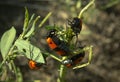 Beetle meloidae Royalty Free Stock Photo