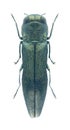 Beetle Metallic wood borer Agrilus derasofasciatus