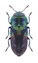 Beetle metallic wood borer Anthaxia dimidiata