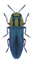 Beetle metallic wood borer Anthaxia eugeniae eugeniae