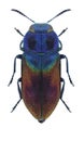 Beetle metallic wood borer Anthaxia salicis