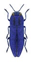 Beetle metallic wood borer Anthaxia violacea