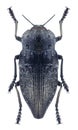 Beetle metallic wood borer Capnodis miliaris metallica