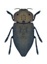 Beetle metallic wood borer Capnodis tenebricosa Royalty Free Stock Photo