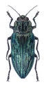 Beetle metallic wood borer Chalcophora alternans