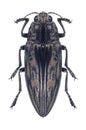 Beetle metallic wood borer Chalcophora mariana