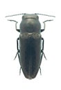 Beetle metallic wood borer Sphenoptera cauta palea