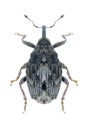 Beetle Microplontus rugulosus Royalty Free Stock Photo