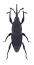 Beetle Microspathe fuliginosa