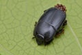 Beetle and mites Royalty Free Stock Photo