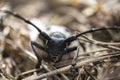 Beetle Morimus funereus photographed up close. Endangered species Royalty Free Stock Photo