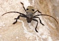 Beetle Morimus funereus Royalty Free Stock Photo