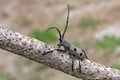 Beetle Morimus funereus on a trunk Royalty Free Stock Photo
