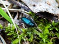 Beetle in the moss