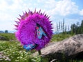 beetle moth flower Thistle