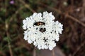 Beetle Mylabris variabilis on the Wild carrot (Queen Anneâs lace) Royalty Free Stock Photo
