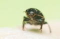 Beetle Royalty Free Stock Photo