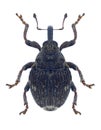 Beetle Nedyus quadrimaculatus