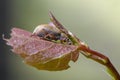 Beetle nut weever sits on an alder leaf Royalty Free Stock Photo