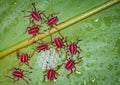 Beetle nymphs in the forests of malaysia