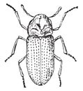 Beetle obstinate, vintage engraving