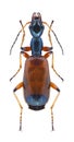 Beetle Odacantha melanura Royalty Free Stock Photo