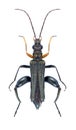 Beetle Oedemera flavipes