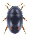 Beetle Olibrus bicolor