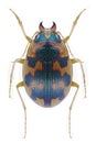 Beetle Omophron limbatum