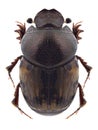 Beetle Onthophagus nebulosus