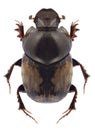 Beetle Onthophagus nebulosus