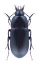 Beetle Oodes helopioides