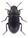 Beetle Opatroides punctulatus Royalty Free Stock Photo