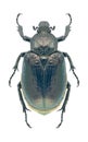 Beetle Osmoderma barnabita