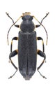 Beetle Osphya bipunctata Royalty Free Stock Photo
