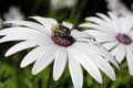 Beetle on Osteospermum flower. Royalty Free Stock Photo