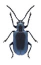 Beetle Oulema gallaeciana