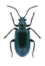Beetle Oulema gallaeciana