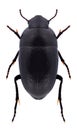Beetle Oxycara laevigatum Royalty Free Stock Photo