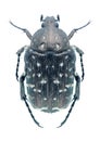 Beetle Oxythyrea funesta