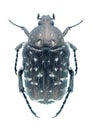 Beetle Oxythyrea funesta Royalty Free Stock Photo