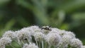 Beetle Pachyta quadrimaculata on a meadowsweet flower