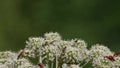 Beetle Pachyta quadrimaculata on a meadowsweet flower