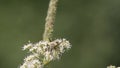 Beetle Pachyta quadrimaculata on a meadowsweet flower