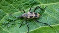 Beetle Pachyta quadrimaculata