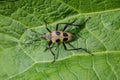 Beetle Pachyta quadrimaculata