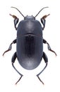 Beetle Pedinus femoralis Royalty Free Stock Photo