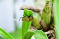 Beetle Pelidnota punctata hiding from the rain under orchid foliage Royalty Free Stock Photo