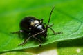 Beetle perched on a green leaf